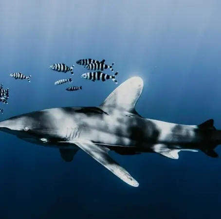 Salt, Soul, and Survival: A deep dive into shark decline