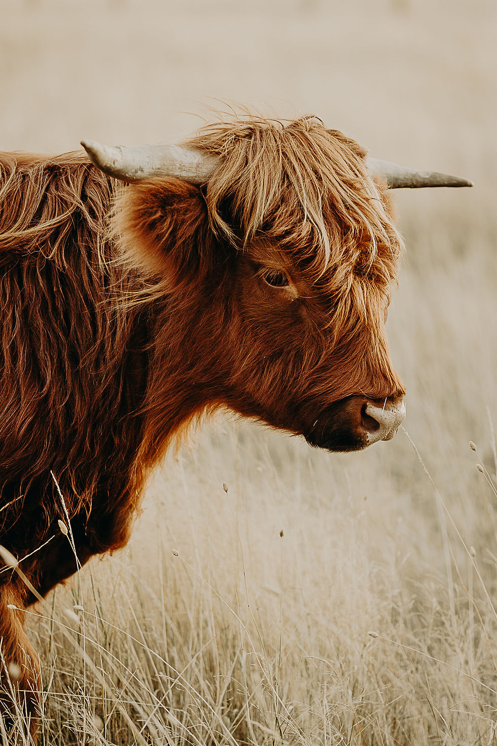 Thumbnail: Print | Highland Cow Collection | Ned 02
