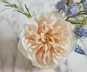 Eugenie (Ausimage) by David Austin Roses