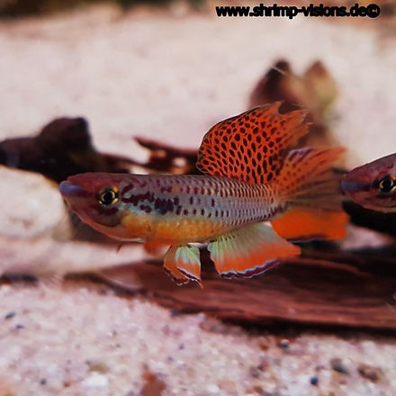Chromaphyosemion bitaeniatum.jpg