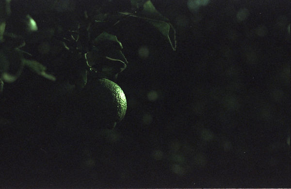 Scan 11.jpeg