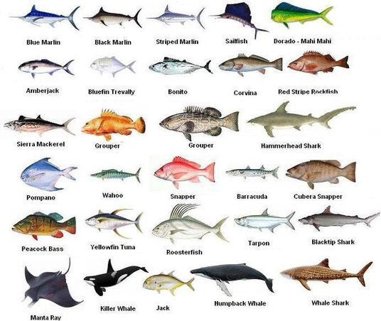 Ocean Fish Identification