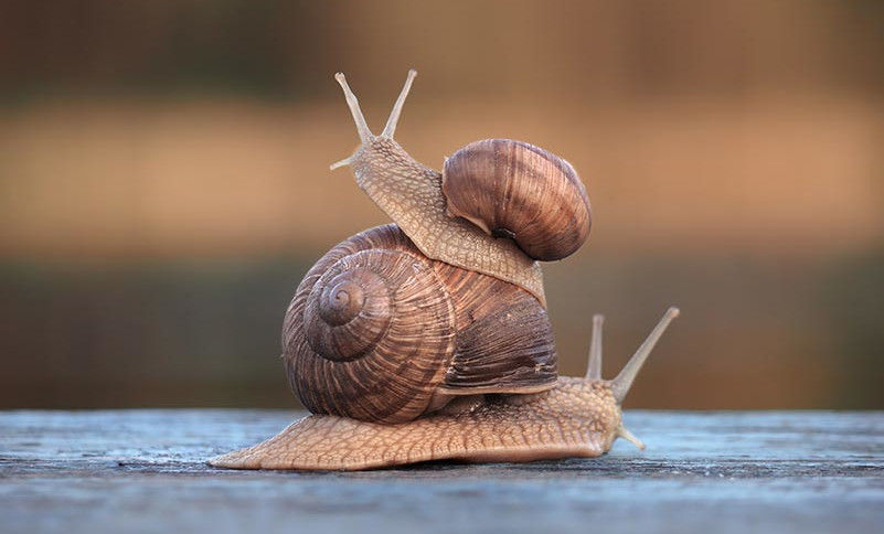 Helix Aspersa Muller