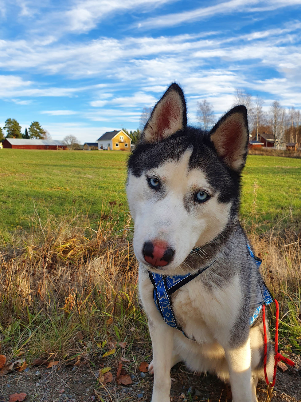 Siberian Husky Lycka