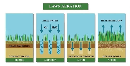 Lawn Aeration