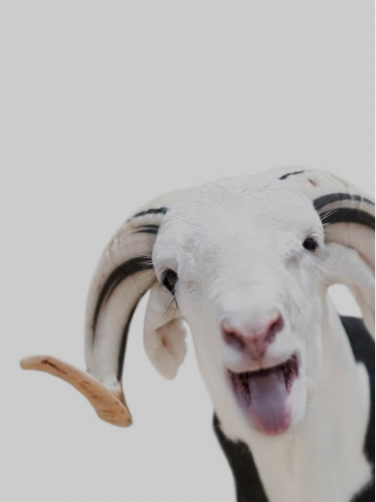 Le mouton de la tabaski 