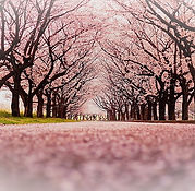 landscape-cherry-blossom-trees-path-wall
