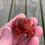 Thumbnail: Red Jasper Turtle - B