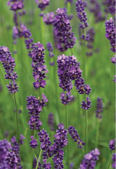 L angustifolia Peter Pan