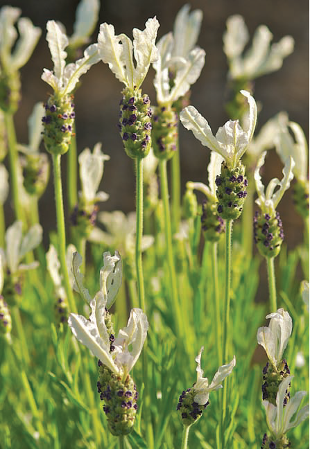 Lavandula stoecha Ballerina