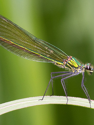 macro 2