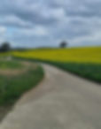 Paysage chemin à travers les champs de colza de Quévreville la Poterie - helene-guillon-sophrologue.fr