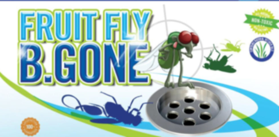 Fruit Fly_edited.jpg