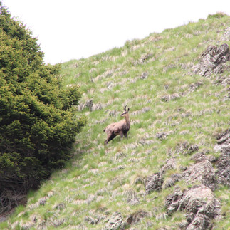 Curioso camoscio