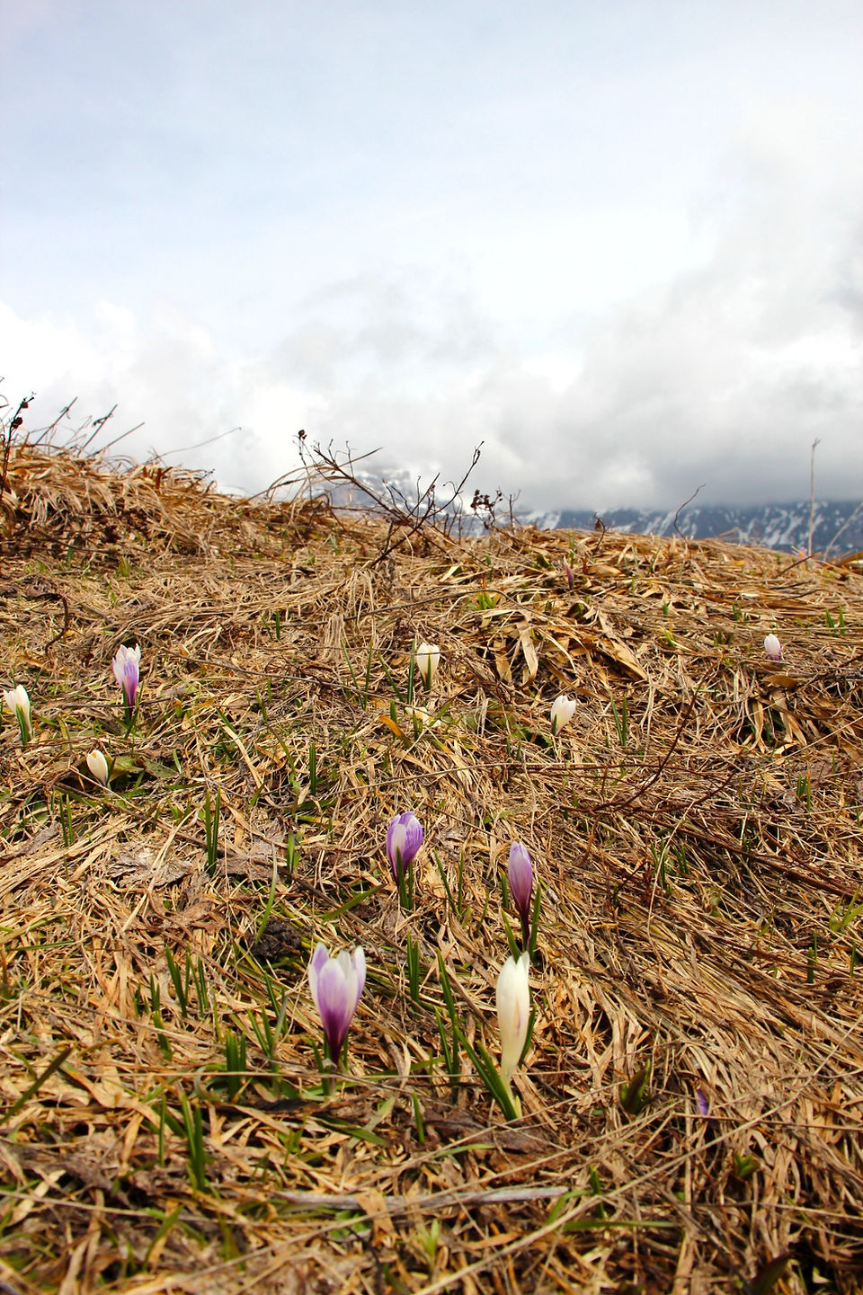Fioritura crocus