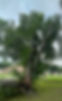 IMG_9528.jpeg