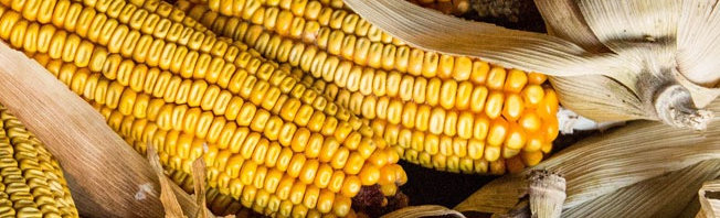 Ear Corn