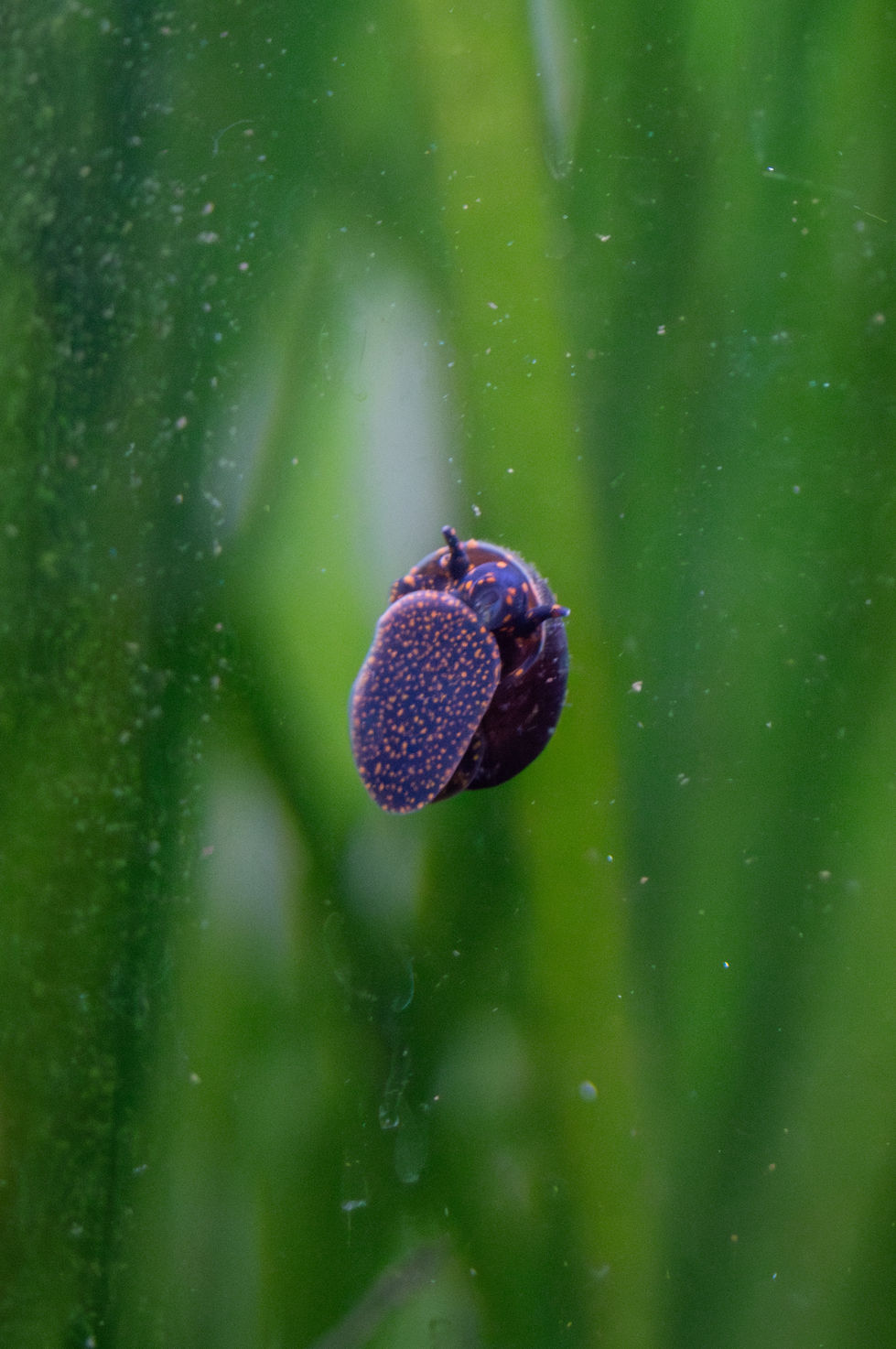 EmmaquaticsHexagon tank Oct 2025_10