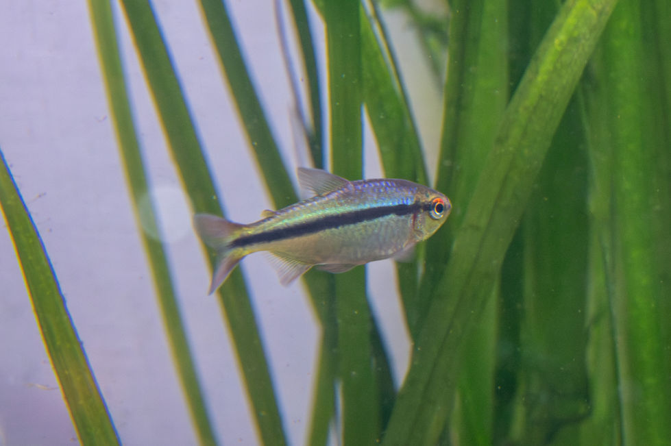 EmmaquaticsHexagon tank Oct 2025_7