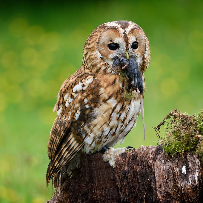 League December 2022 Theme : Bird’s Bees Trees and Nature