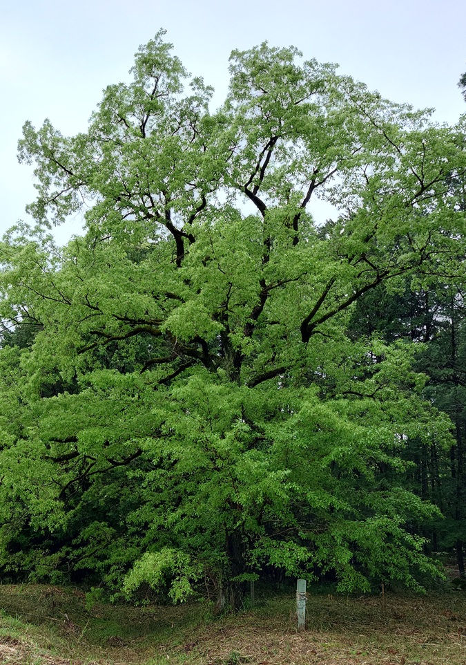 長瀞のヒトツバタゴ