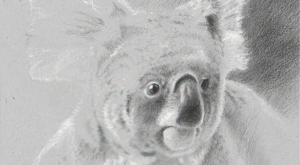 Koala 1600 px glazed crop 80 pct.jpg