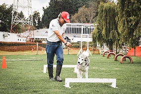 Obediencia canina.jpg