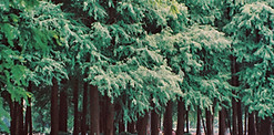green-leafed trees near river_edited.jpg