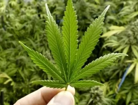 Compostos de cannabis podem prevenir covid, mostra estudo