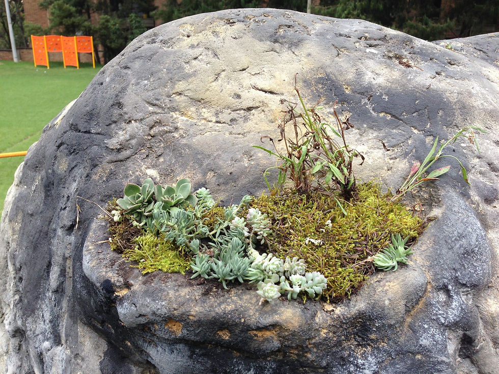 ROCAS JARDIN