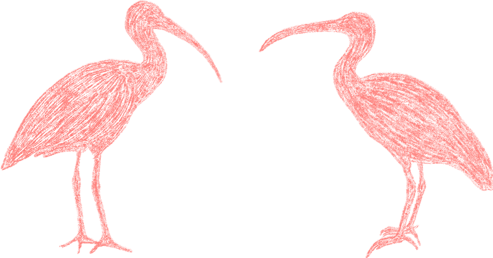 ibis pareja 01.png