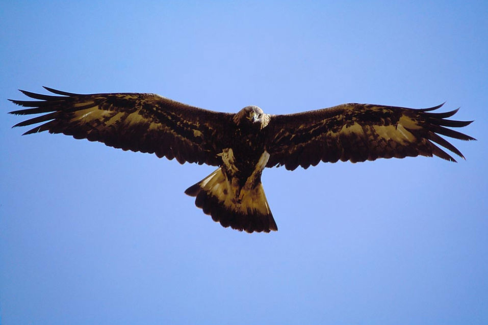 laurie campbell golden eagle in flight_edited.jpg