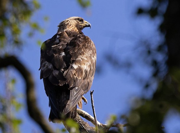 Eagle photo 1_edited.jpg