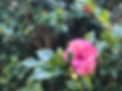 IMG_9589_edited.jpg