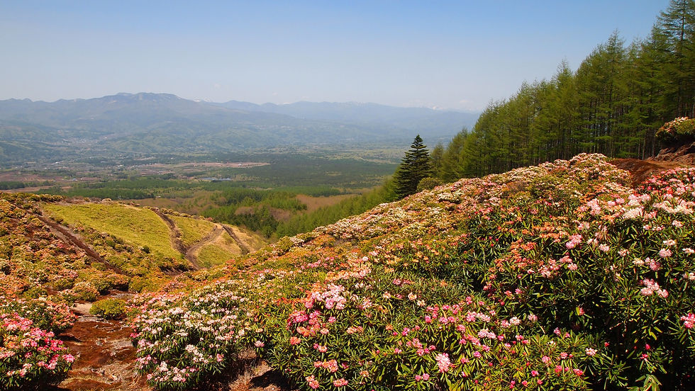 Asama Rhododendron Garden