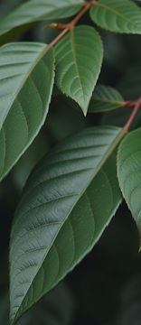 leaves in nature, dark green colour.jpg
