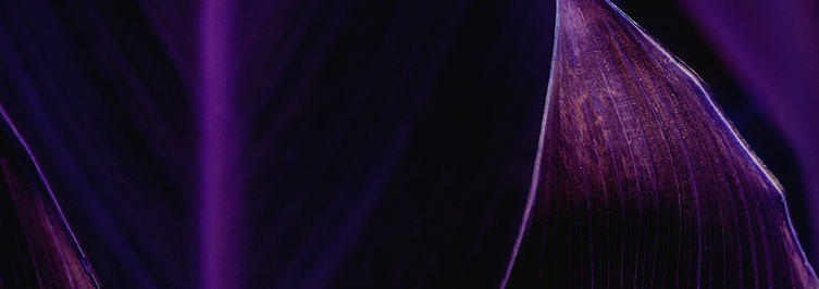 asb_purple2.png