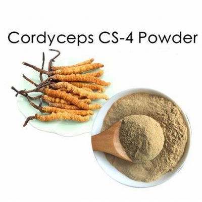 Cordyceps extract supplier