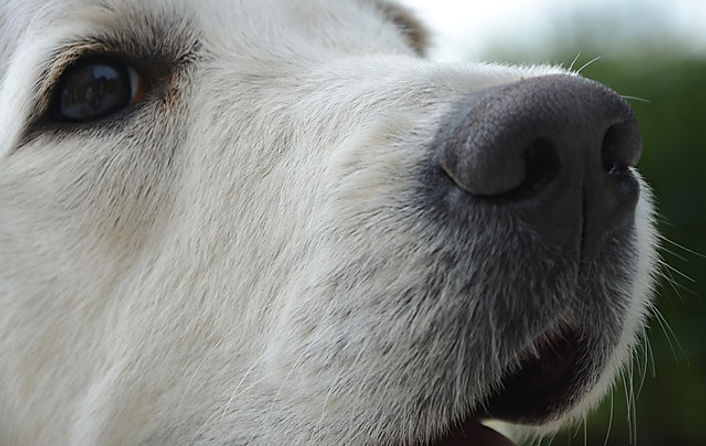 dog-g792885127_640.jpg