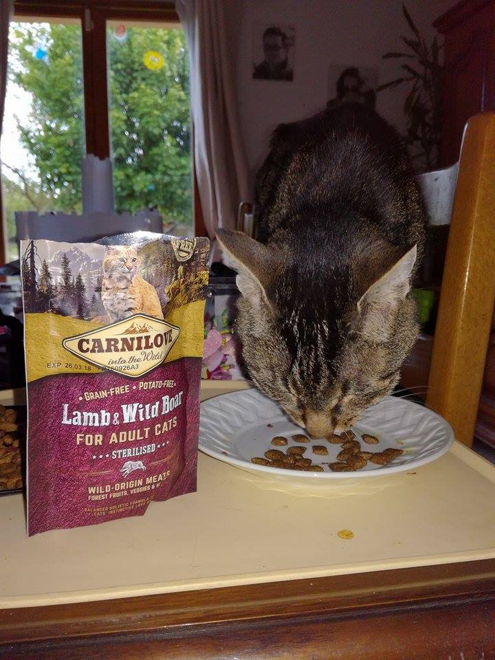 Carnilove Agneau Sanglier Pour Chats Sterilises Prix Des A Un Poil Pres Carnilove Agneau Sanglier Pour Chats Sterilises Prix Des A Un Poil Pres