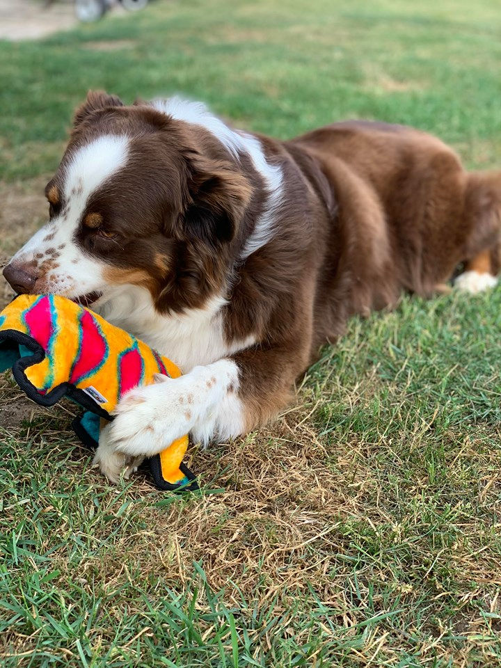 Jouet"gecko" outward