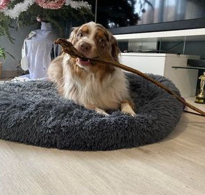 Friandises pour chien