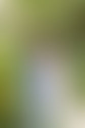 Mariage : Magali & Grégory