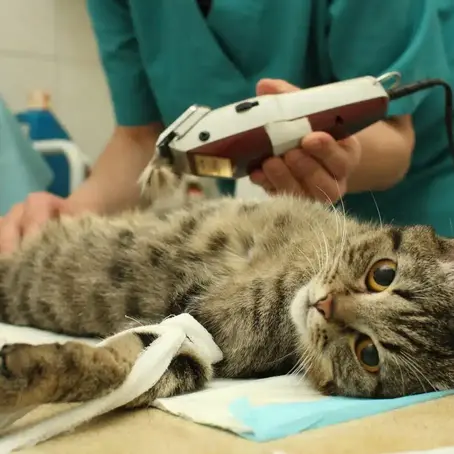 Advancing Health Outcomes for Strays in Mumbai