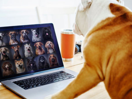 dog meeting