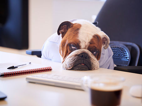 sad business bulldog