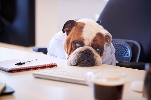 sad business bulldog