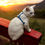 Miniature : Harnais Chat