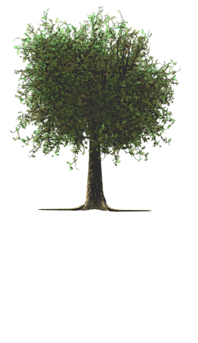 tree_roots_grow_16833.gif