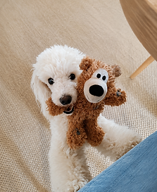 Chiot caniche avec son nounours lors d’une séance de Classe Puppy